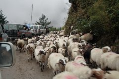 05-On the road to, sheep on the way to Nepal for some Hindu festival